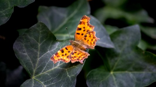 Polygonia c-album (Linnaeus, 1758)