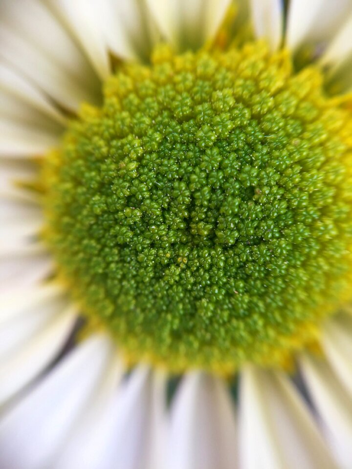 White garden flowers