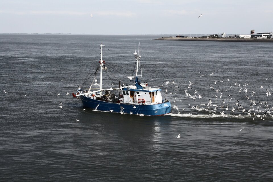 Texel fishing boat seagull