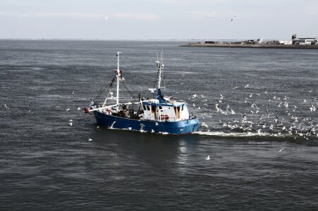 Texel fishing boat seagull photo