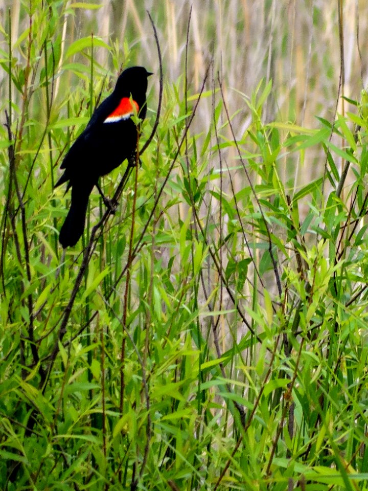 Red Winged Blackbird