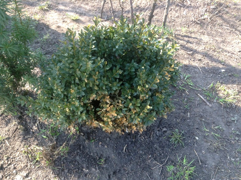 Buxus sempervirens
