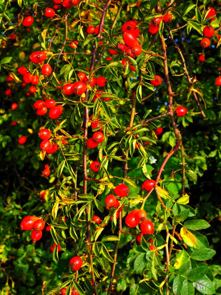 Wild rose plant sammelfrucht