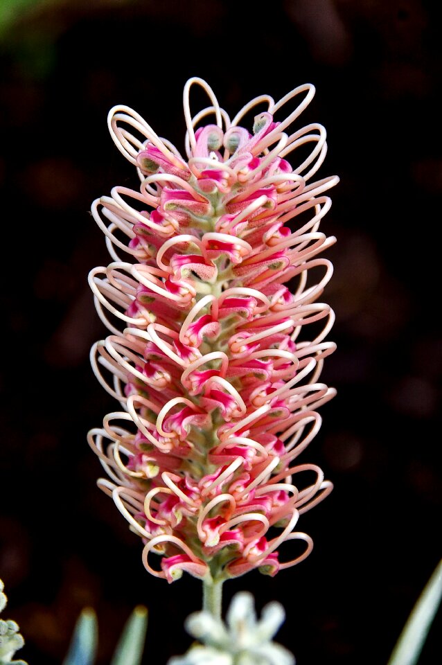 Native pink white