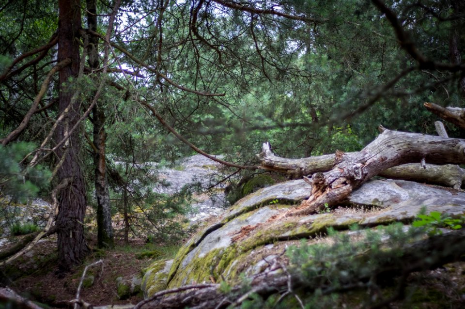 Fontainebleau - 2018/06/16