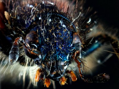 Trichodes alvearius (Fabricius, 1792)
