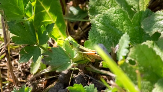 Chorthippus parallelus (Zetterstedt, 1821)