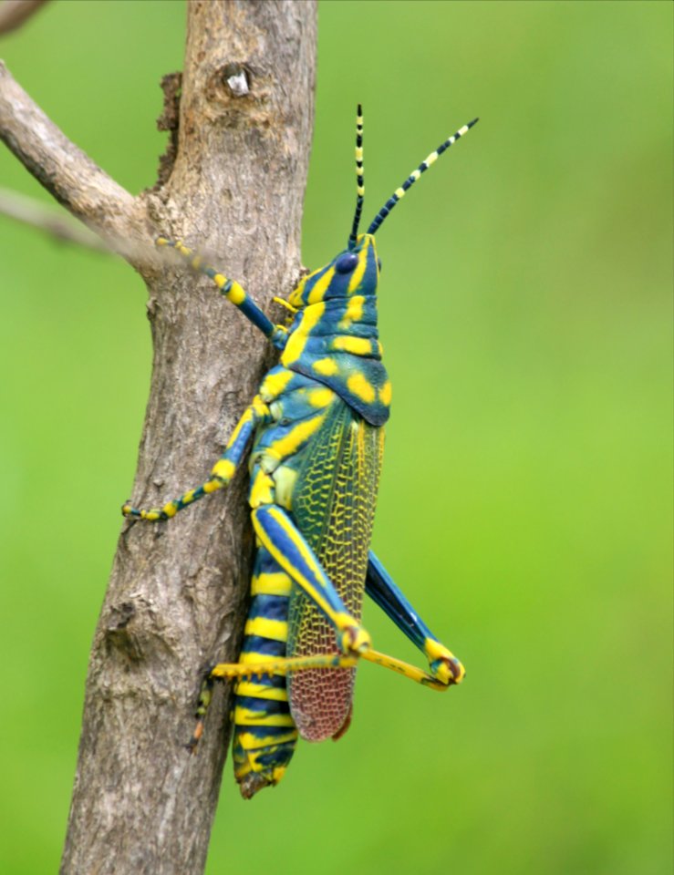 Painted Grasshopper (Poekilocerus pictus)