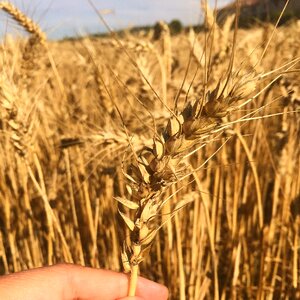 Wheat field summer photo