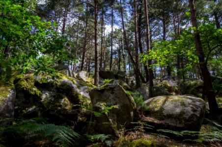 Fontainebleau - 2018/06/16