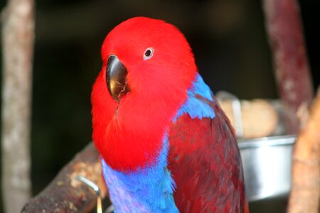 Bird nature eclectus parrot