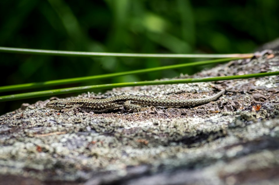 Fontainebleau - 2018/06/16