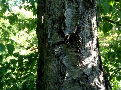Betula schmidtii. Bark