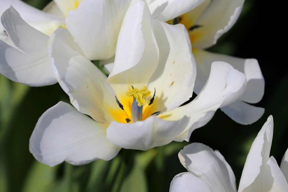 Close up wild flower white