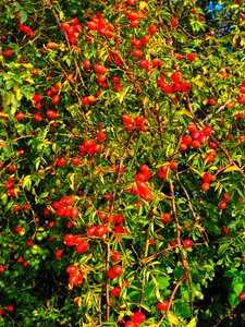 Wild rose plant sammelfrucht photo