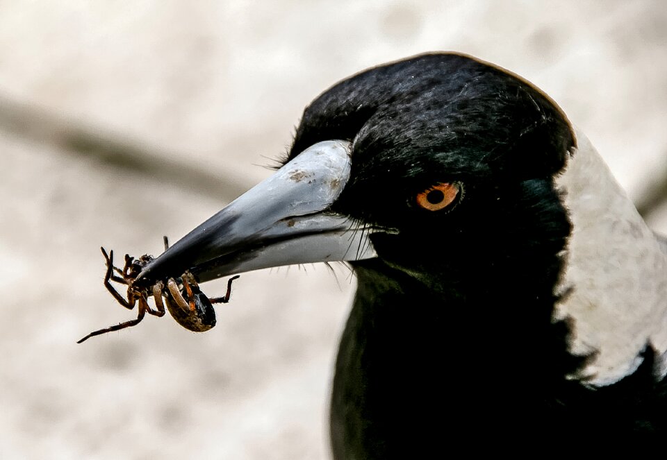 Catch prey insect photo