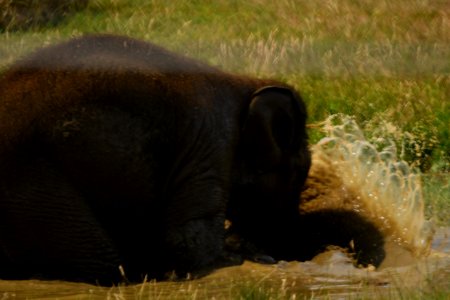Baby elephant, playing.