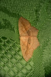 Scopula imitaria (Hübner, 1799)