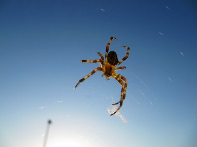 Cobweb nature a small insect