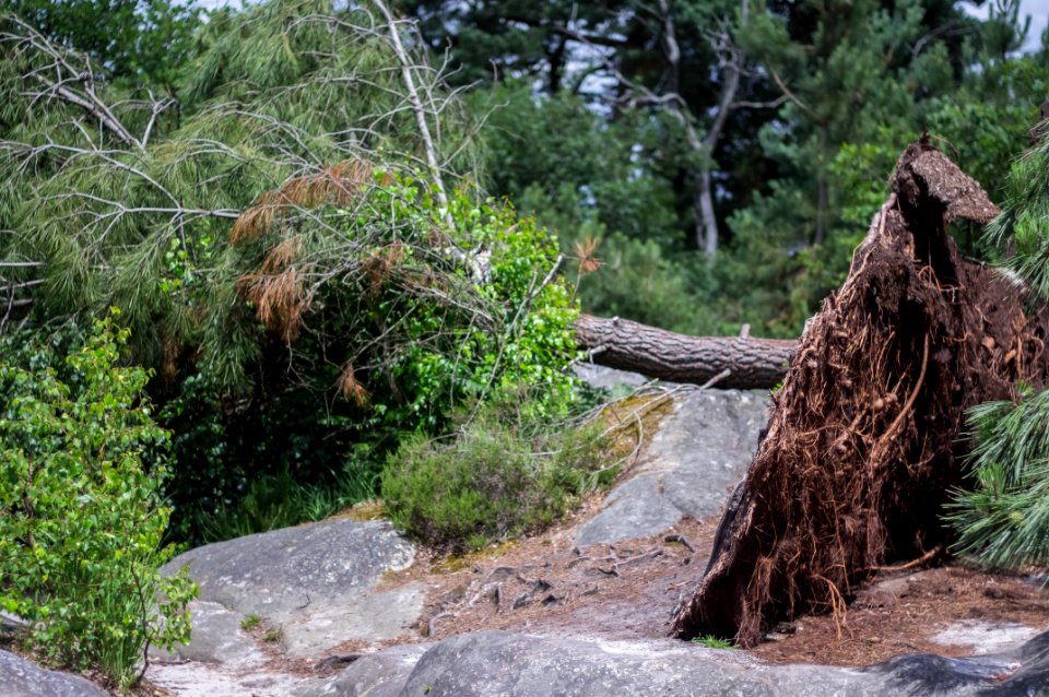 Fontainebleau - 2018/06/16