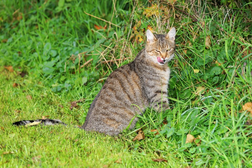 Pet head cat face photo