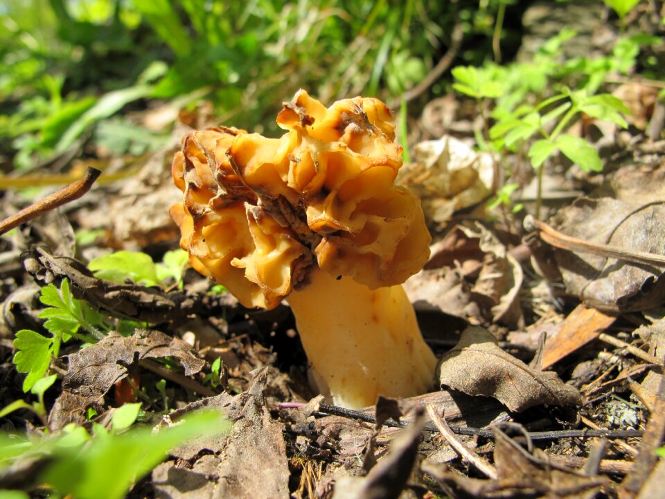 Fungus e czech smrž