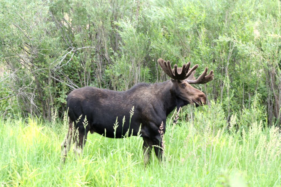 Moose in Jackson Hole