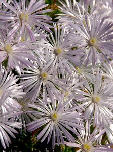 Succulent white garden