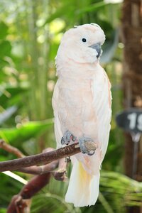 Parrot bird white parrot