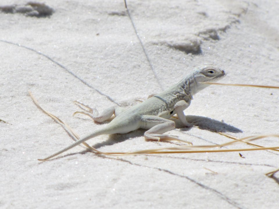 Bleached Earless Lizard