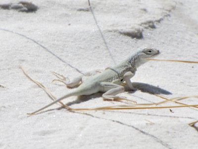 Bleached Earless Lizard