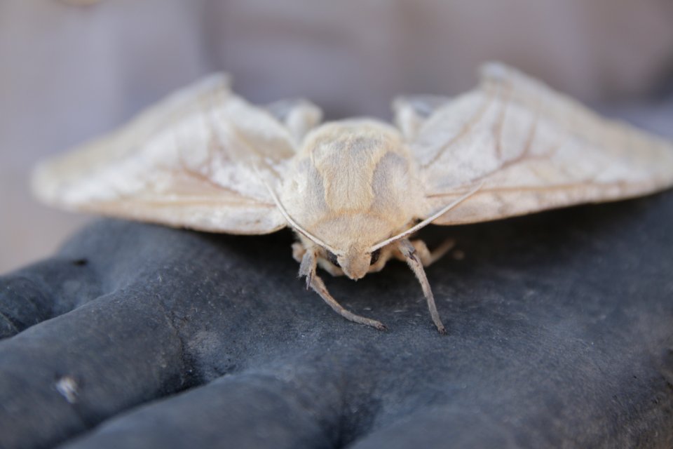 Heliothis Zea