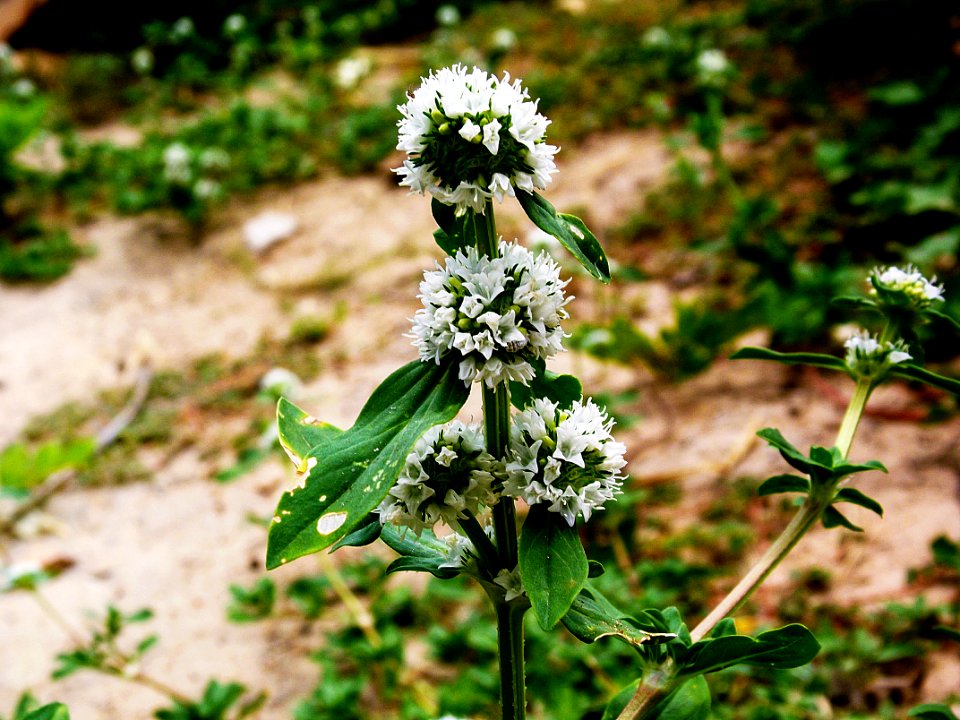Flor