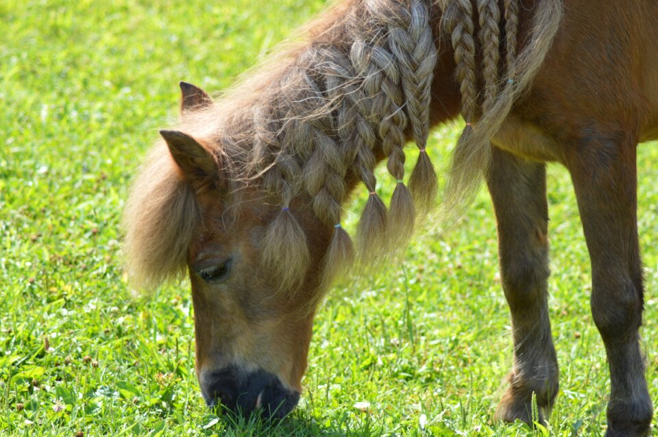 Shetland pony shetland pony