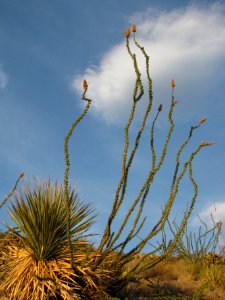 Ocotillo