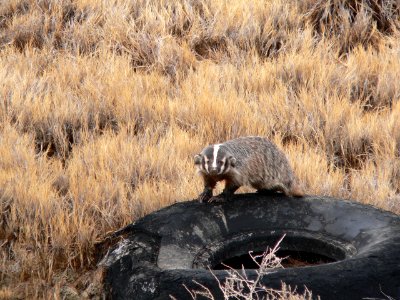 American Badger