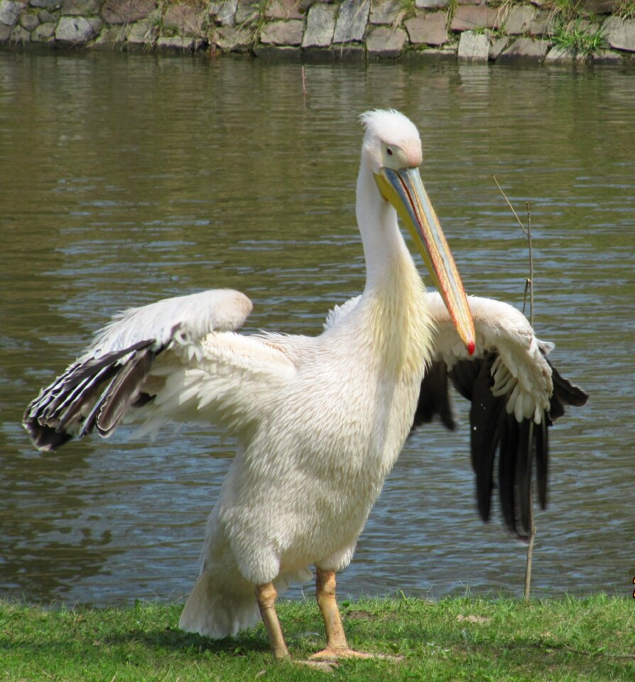 Wild birds wild wings