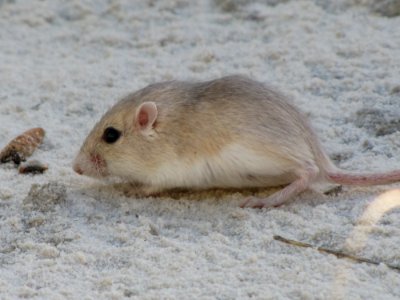 Apache Pocket Mouse