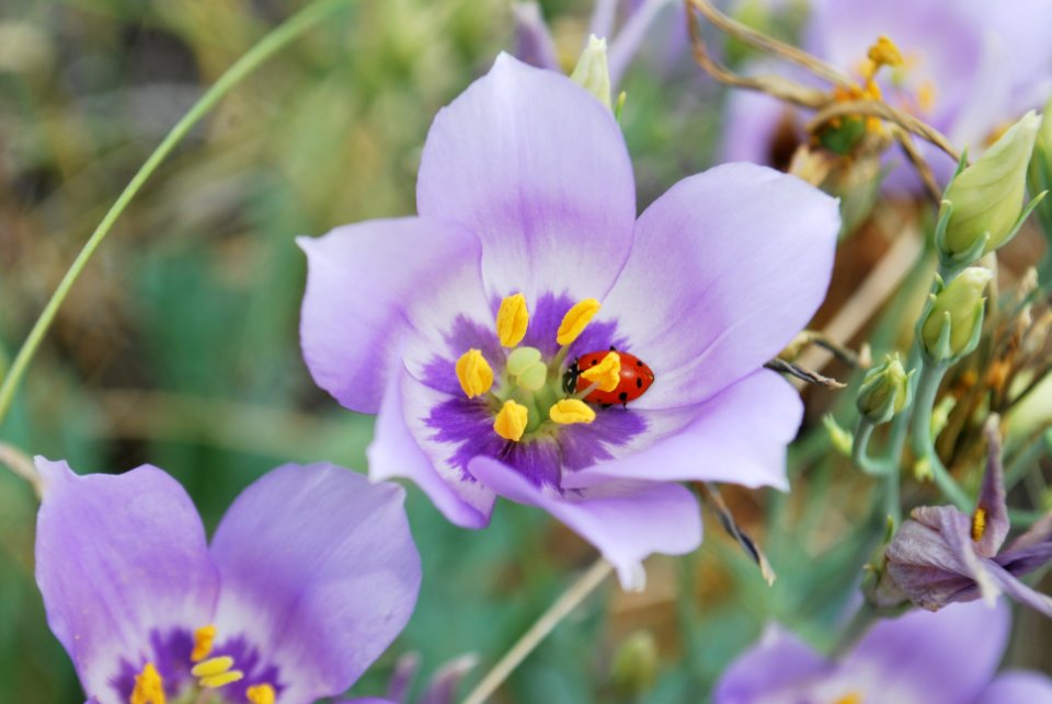 Catchfly Prairie Gentian
