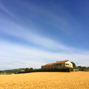 House summer wheat