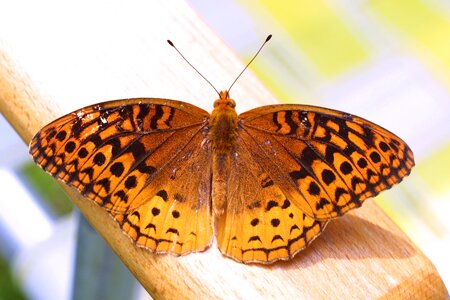 Colorful chair arm wings