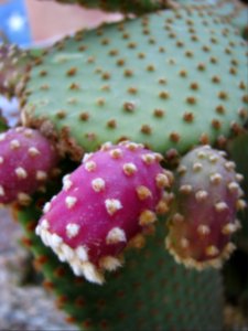 Prickly Pear Cactus