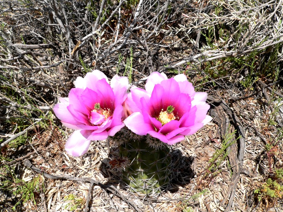 Fendler Hegehog Cactus