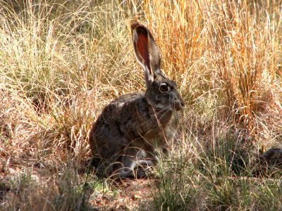 Black Tailed Jackrabbit