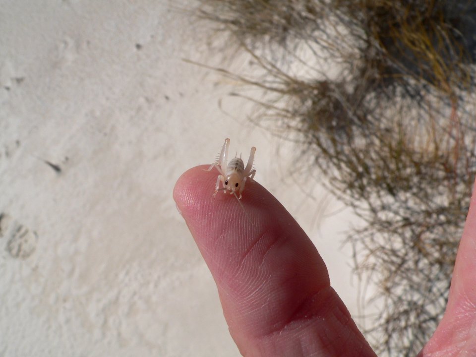 Camel Cricket