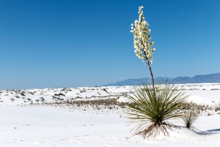 Soaptree Yucca