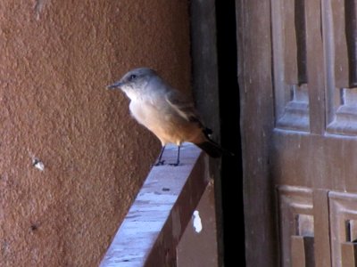 Ash-throated Flycatcher