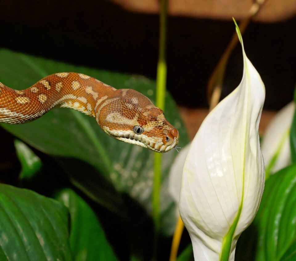 Diamond python wild animal animal world