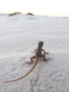 Fence Lizard