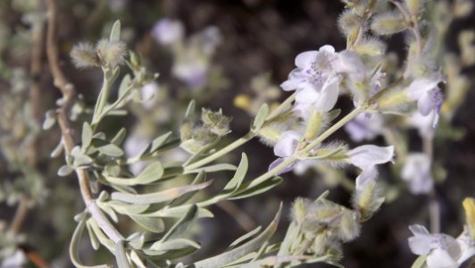 Hoary Rosemary Mint photo